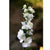 White Delphinium