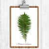 Ostrich Fern Botanical Print