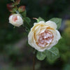 Pale Apricot Old English Rose with Bud