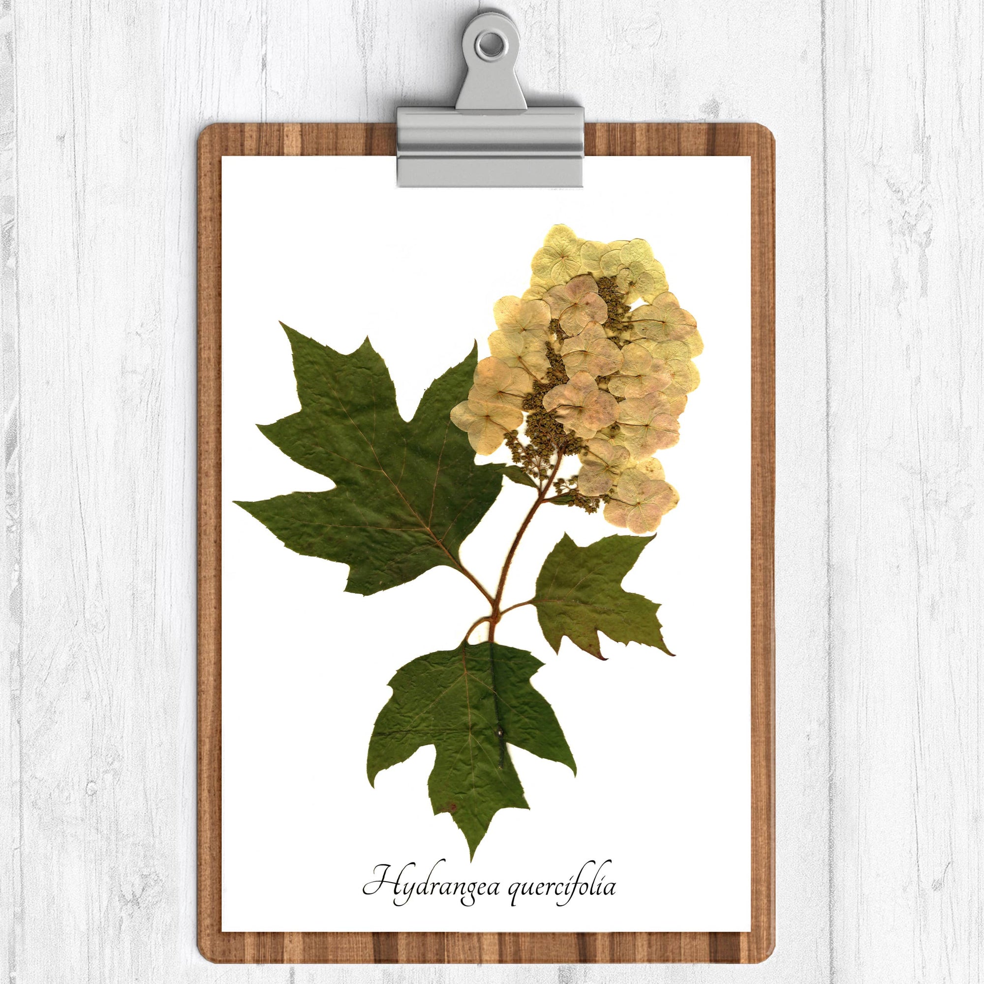 Oakleaf Hydrangea Botanical Print