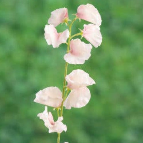 Light Pink Sweet Pea