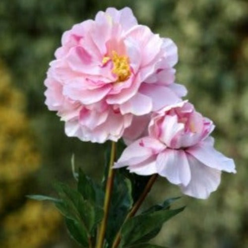 Pale Pink Full Blown Peony with Bud