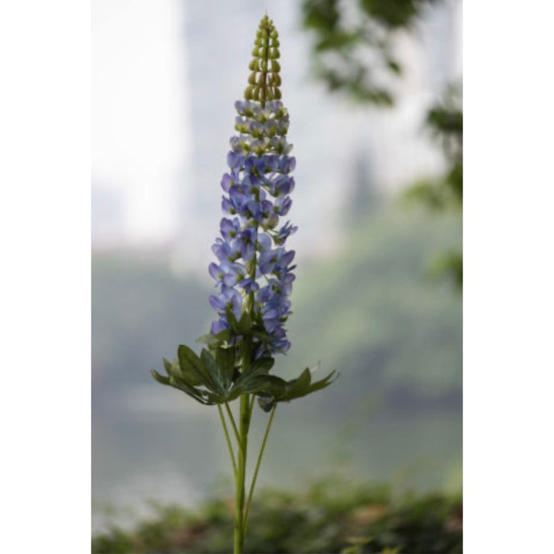 Purple Lupin