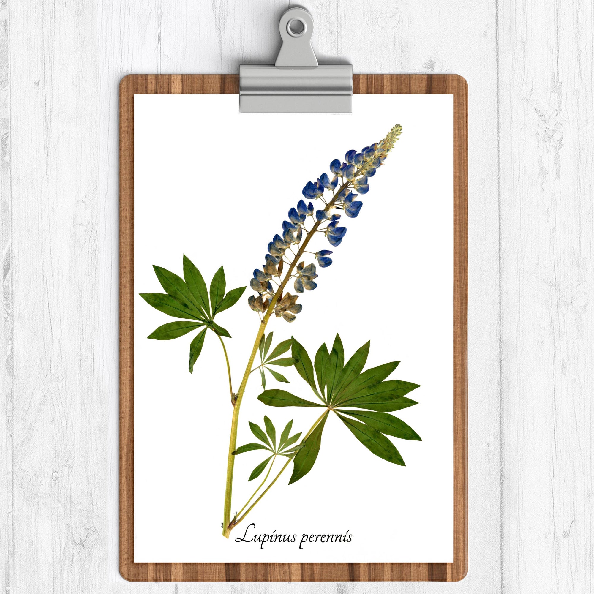 Wild Lupine Botanical Print