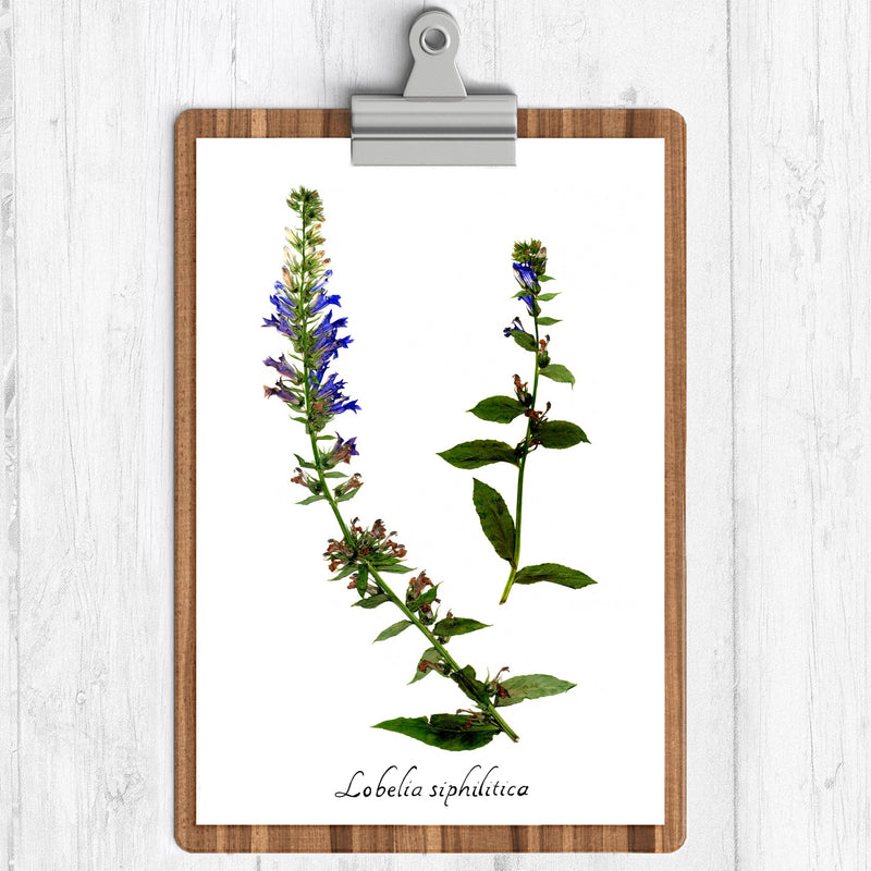 Blue Lobelia Botanical Print