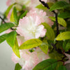 Pink Apple Blossom Wreath