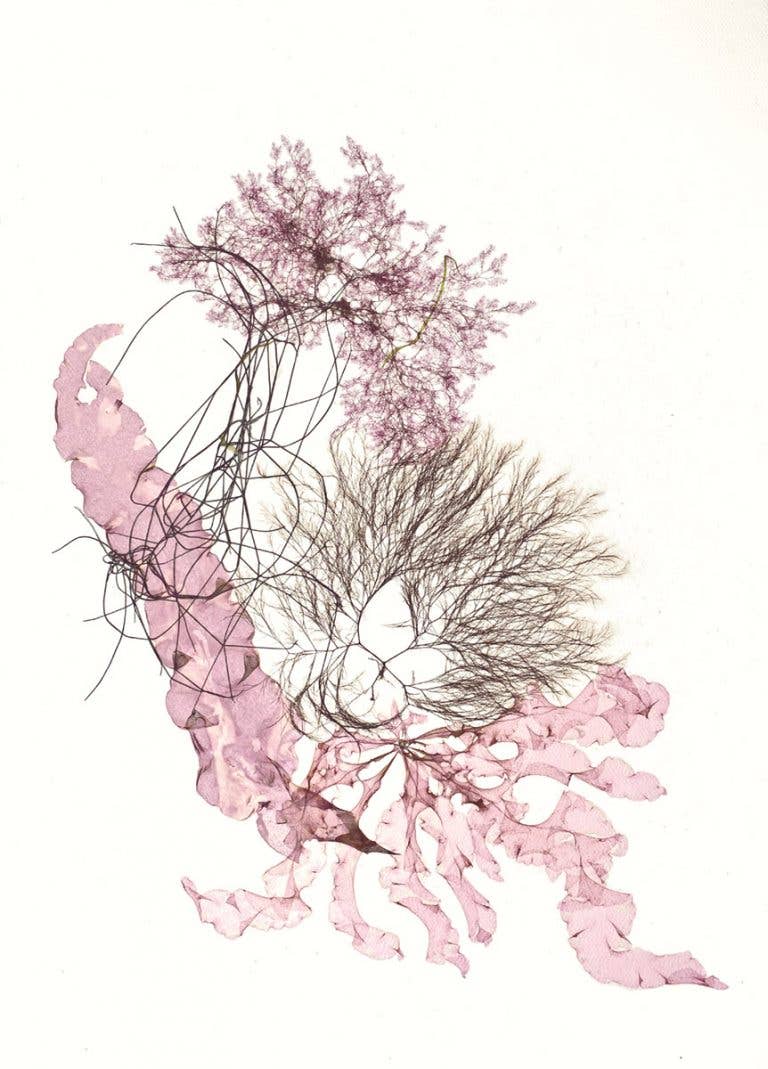 Seaweed Artist - Seaweed Art Greeting Cards #8