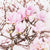 Pink Magnolia Paper Napkin - Beverage | Putti Fine Fashions 