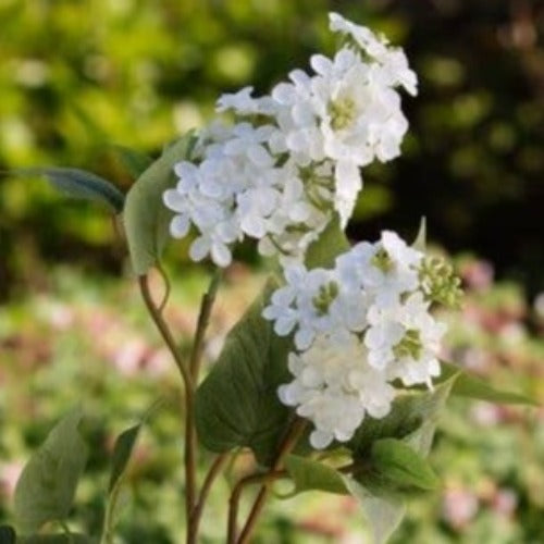 Double Headed White Lilac Stems