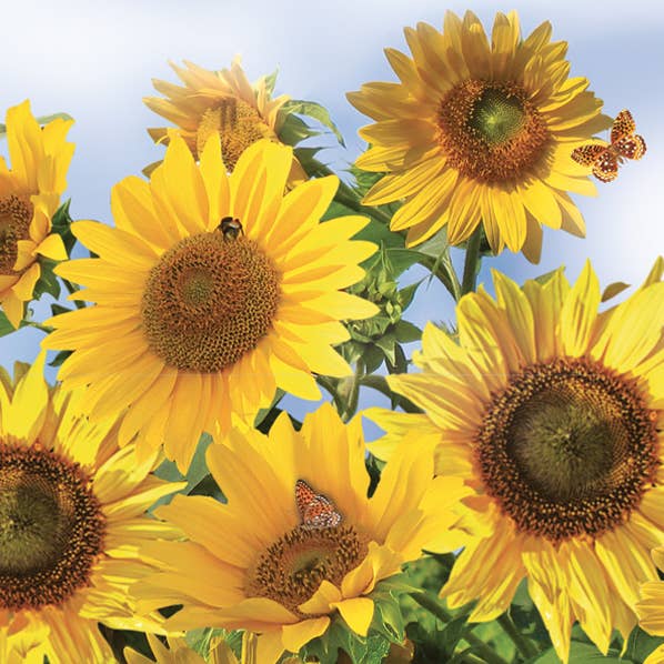 Sunflowers In The Sky Paper Napkin - Lunch