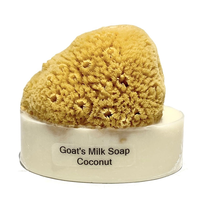 Goats Milk & Olive Oil Soaps with Sea Sponge - Coconut