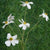 White Cosmos Daisy