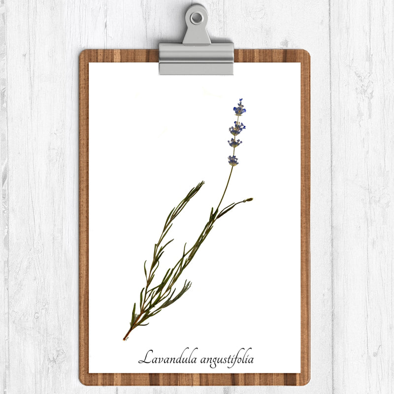 Lavender Single Stem Botanical Print