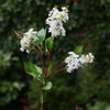 White Long Lilac Stems