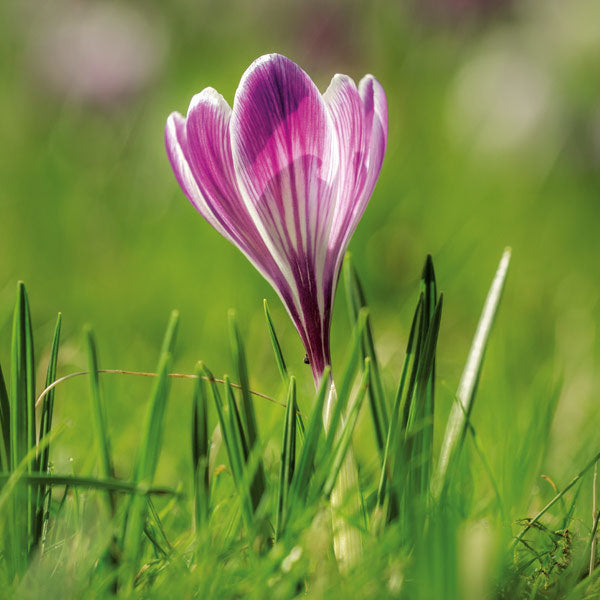 Purple Crocus Flower Greeting Card