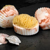 Clam Shell Soap with Natural Sea Sponge - Island Citrus | Putti