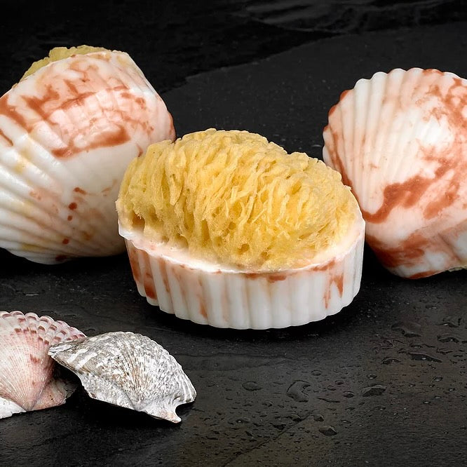 Clam Shell Soap with Natural Sea Sponge - Island Citrus