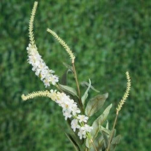 Salvia White