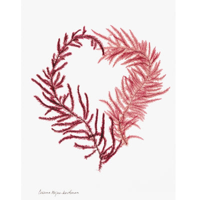 Seaweed Artist - Heart Seaweed Art Greeting Cards Design #55 | Putti Fine Furnishings