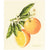 More Joy Oranges Swedish Cloth | Putti Fine Furnishings 
