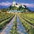 The Robertson Collection Orchard and Villa Greeting Card | Putti 