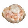 Conch Shell Soap with Natural Sea Sponge - Island Citrus | Putti