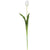 White Tulip Stem