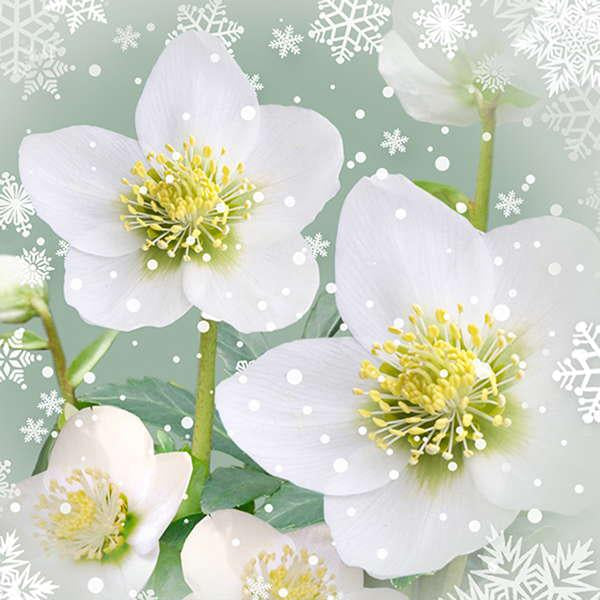 Winter Flowers "Hellebores"  Paper Lunch Napkins  | Putti Christmas 