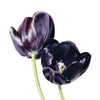 Billy Showell "Black Tulips" Greeting Card  | Putti Fine Furnishings