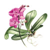 Billy Showell Pink Orchid Greeting Card | Putti Fine furnishings