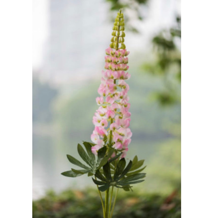 Light Pink Lupin