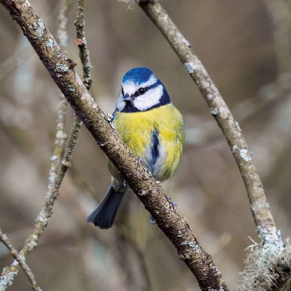 Blue Tit Bird Greeting Card