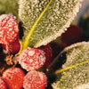 Frosted Winter Berries Assorted Boxed Christmas Cards