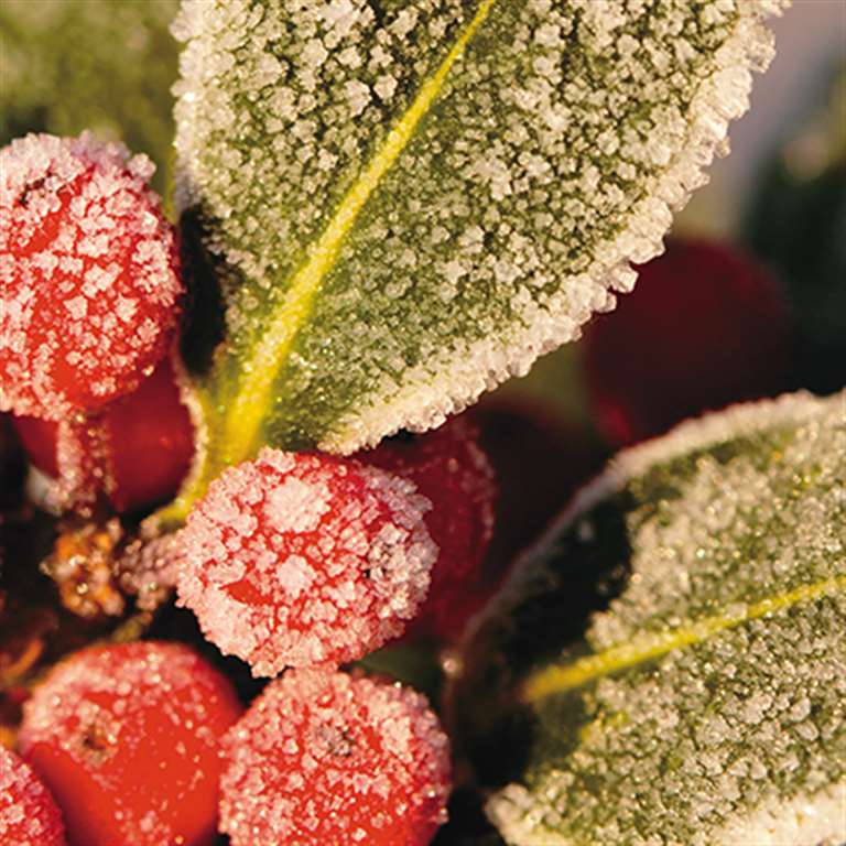 Frosted Winter Berries Assorted Boxed Christmas Cards