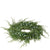 Juniper Pine Accent Wreath | Putti Christmas Celebrations