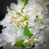 White Cherry Blossom Cone Tree