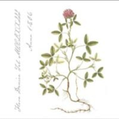 Flora Danica Anno 1806 Paper Lunch Napkin