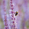 Purple Salvia with Bee Greeting Card