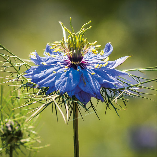 Blue Love in a Mist Flower Greeting Card