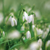 White Snowdrops Greeting Card