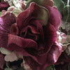 Miss Rose Sister Violet Victorian Rose Posy - Burgundy & Mint Pink, MRSV-Miss Rose Sister Violet, Putti Fine Furnishings