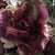  Miss Rose Sister Violet Victorian Rose Posy - Burgundy & Mint Pink, MRSV-Miss Rose Sister Violet, Putti Fine Furnishings