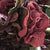  Miss Rose Sister Violet Victorian Rose Posy - Burgundy & Purple, MRSV-Miss Rose Sister Violet, Putti Fine Furnishings