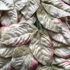 Miss Rose Sister Violet Velvet Leaf Sprays - Pale Ivory Green, MRSV-Miss Rose Sister Violet, Putti Fine Furnishings