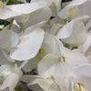 Large White Orchids in Peat Pot