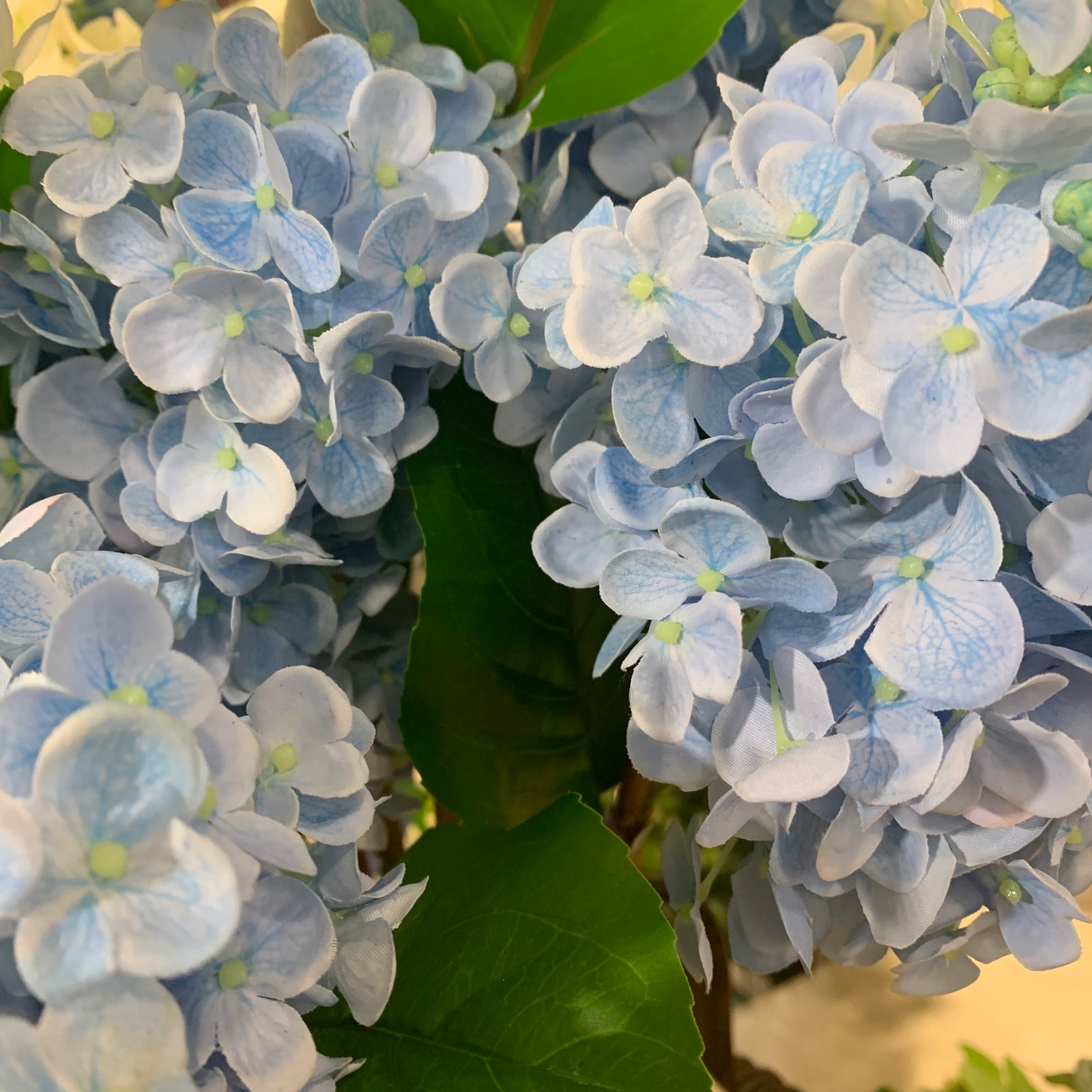 Blue Fresh Touch Hydrangea Stem