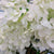 White Fresh Touch Hydrangea Stem