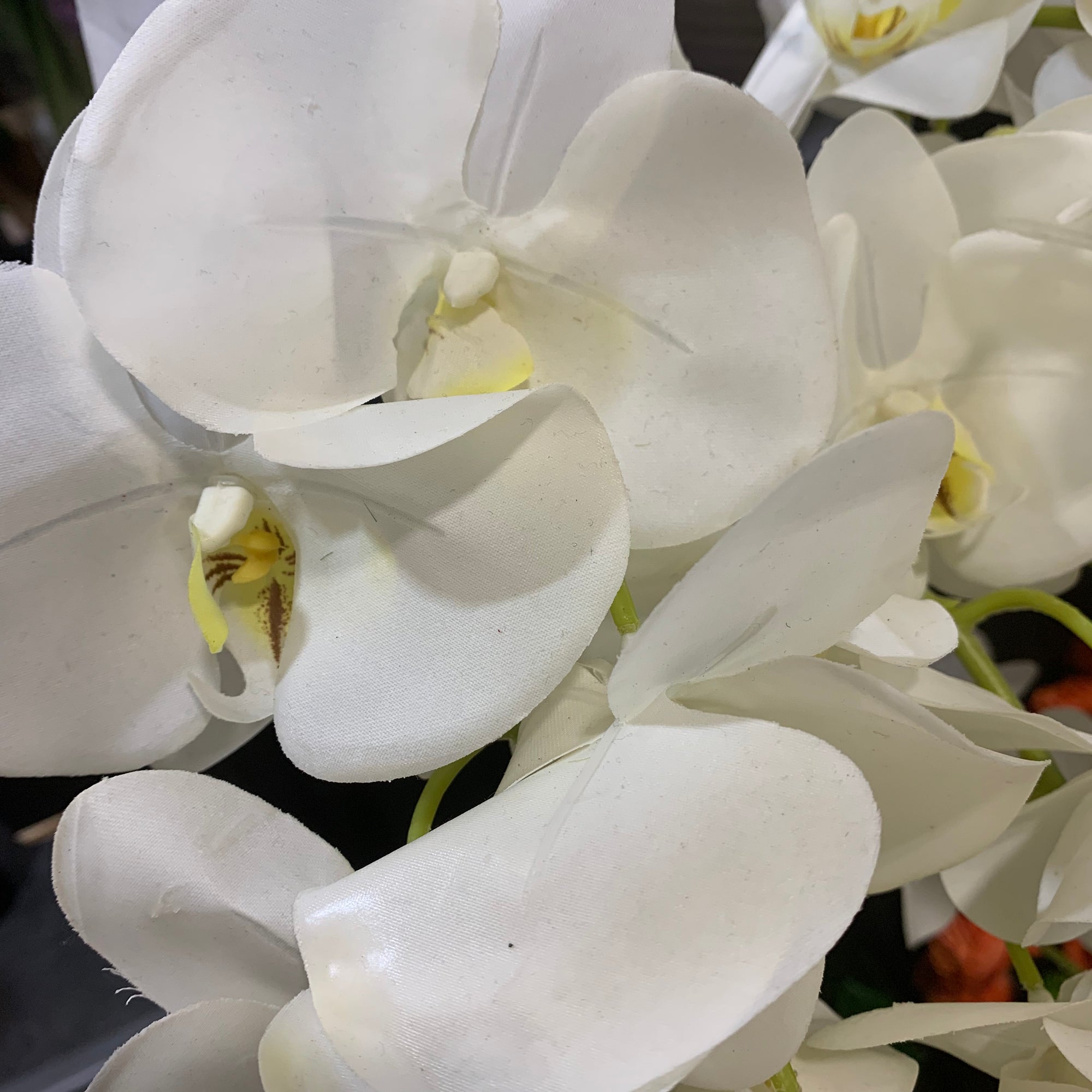 White Orchids in Black Ceramic Pot