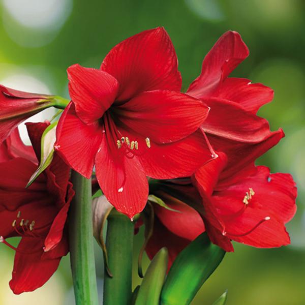 Red Amaryllis Paper Lunch Napkins  | Putti Christmas 