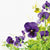 Purple Pansies Paper Napkins - Lunch
